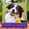 Border Collie Lover Card (Flowers in his mouth)